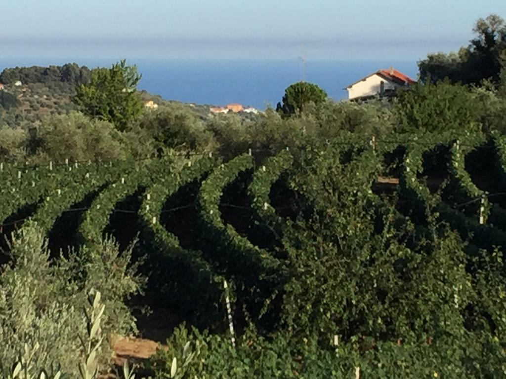 Agriturismo Ada Musso Ss Diano Borello Exterior foto